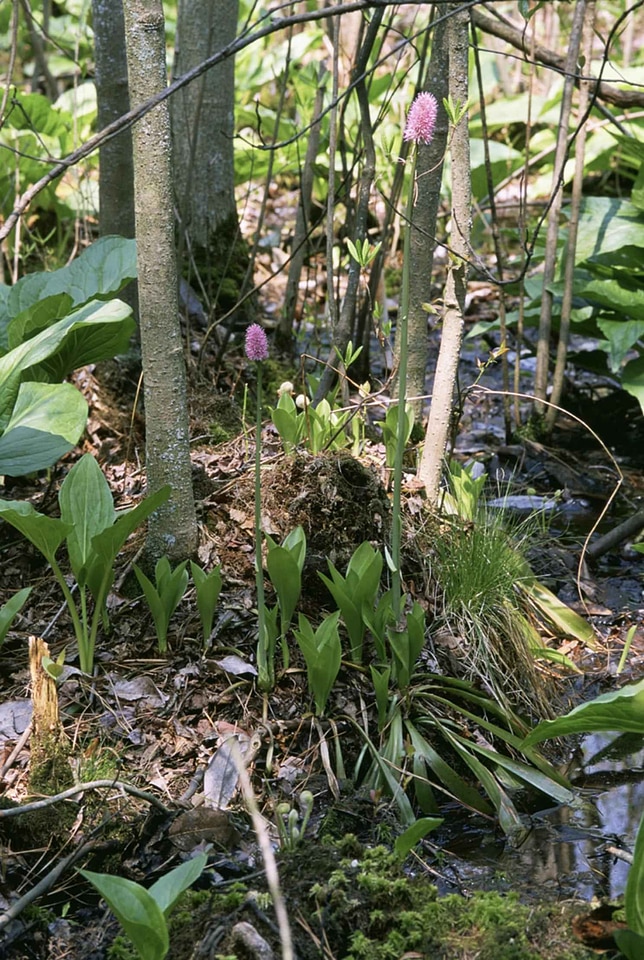 Crescent habitat marsh
