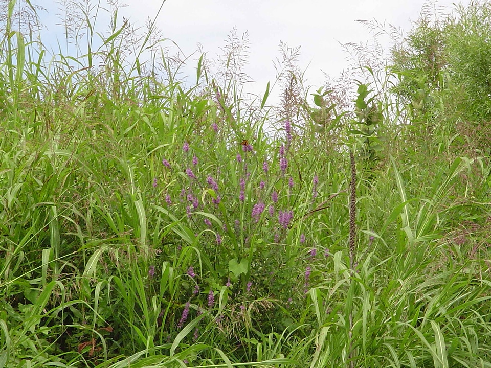 Crops grass plants Lysimachia punctata