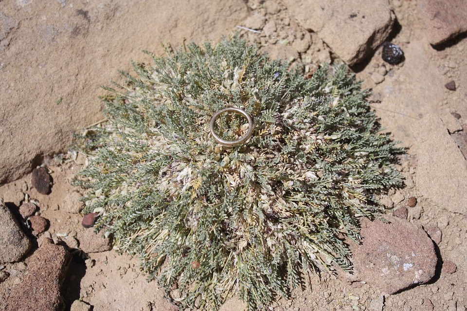 Gray plant 