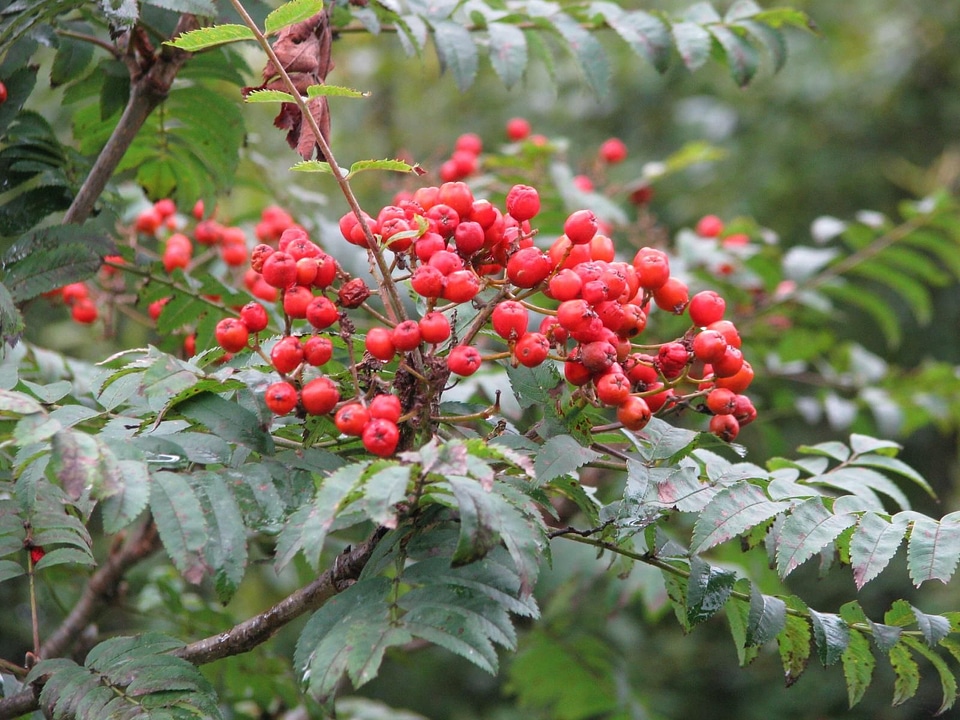 Berries Sorbus americana 