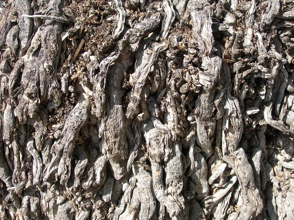 Ancient gray palm