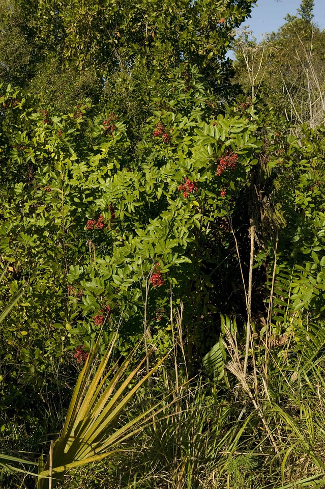 Brazil plant tree
