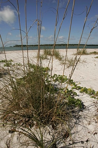 Mare other vegetation
