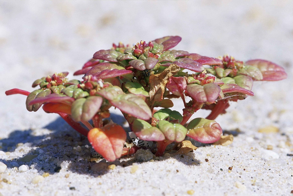 Amaranthus Amaranthoideae plant 