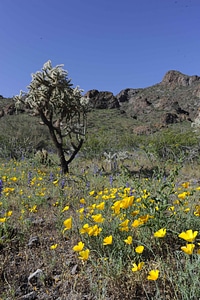 Cylindropuntia Bigelovii plant 