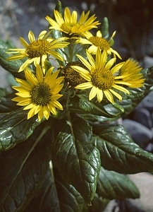 Bloom plant yellowish