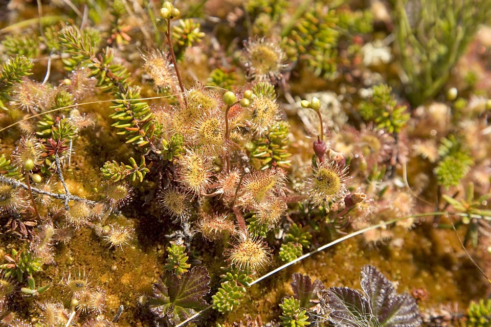 Drosera Droseraceae island round