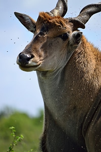 Kenya africa antelope photo