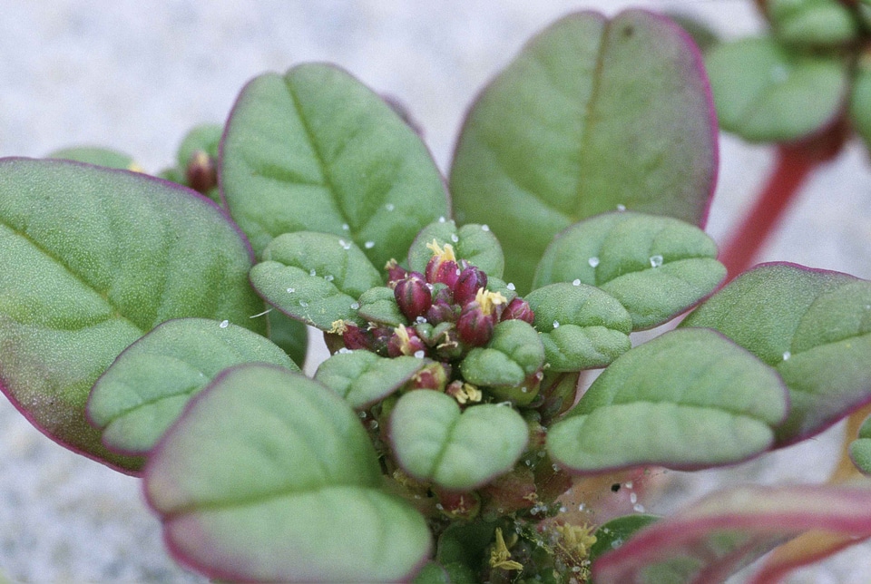Amaranthus Amaranthoideae bloom 