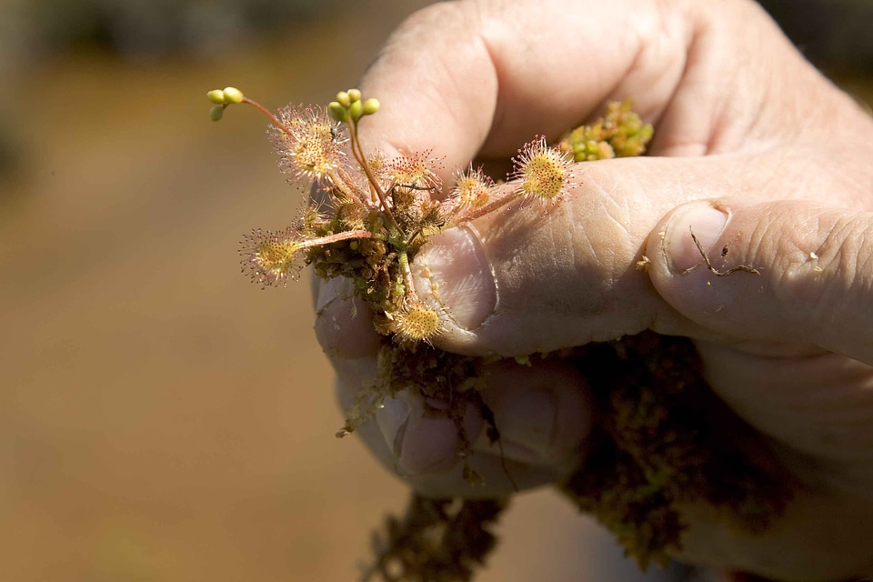 Drosera Droseraceae island plant