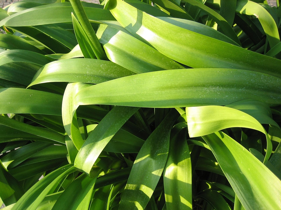 Greenery leaves plant