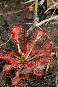 Detailed Drosera droseraceae image