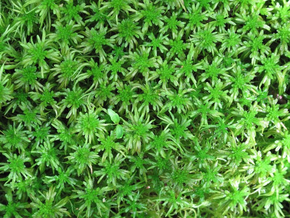 Background greenery sphagnum