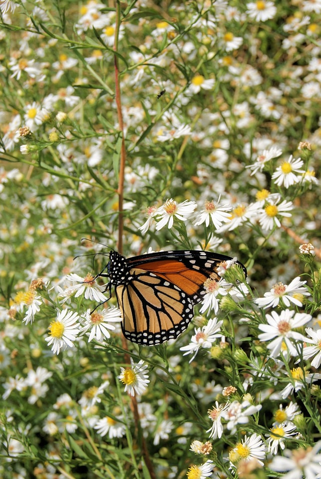 Wing wildlife bug