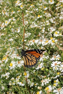 Wing wildlife bug