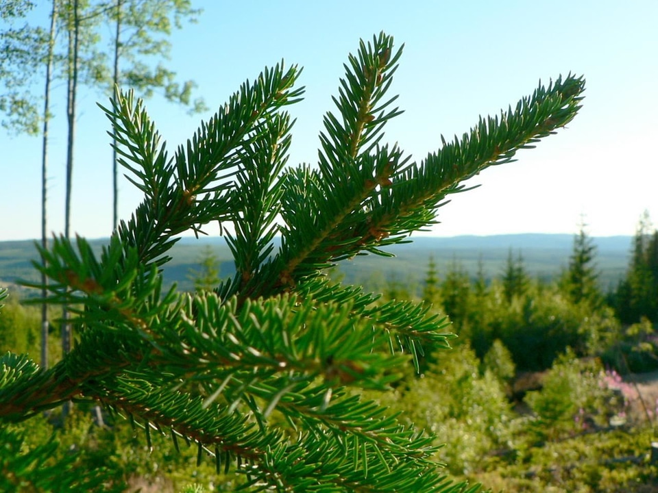 Bouquet pine tree