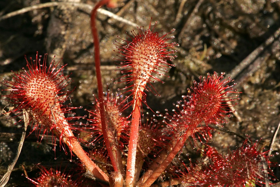 Carnivorous Plant Drosera droseraceae plant