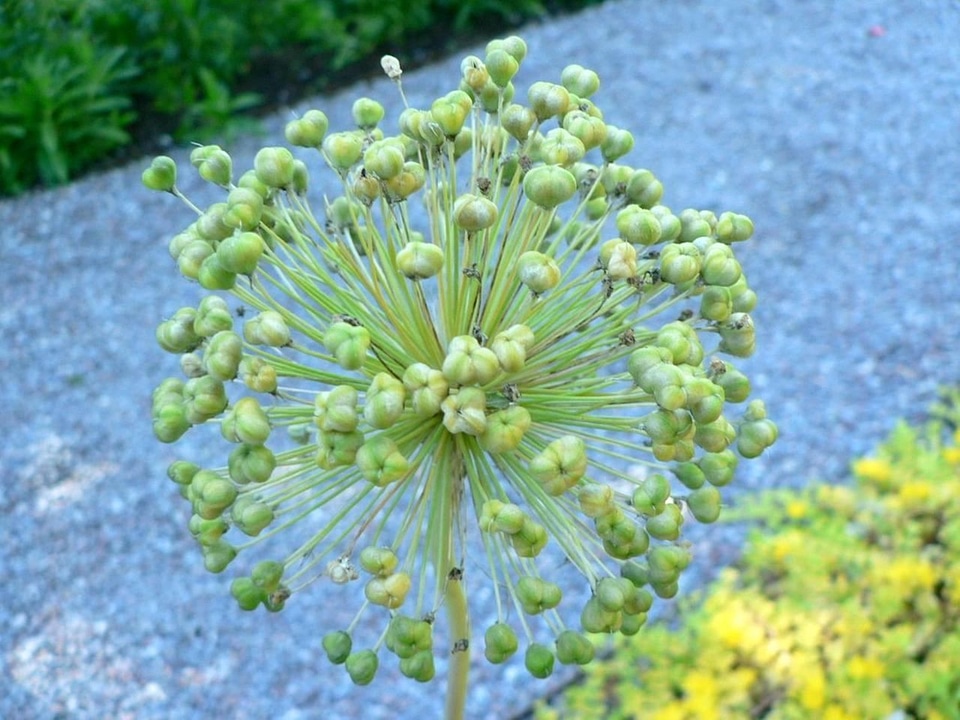 Buds greenery plant