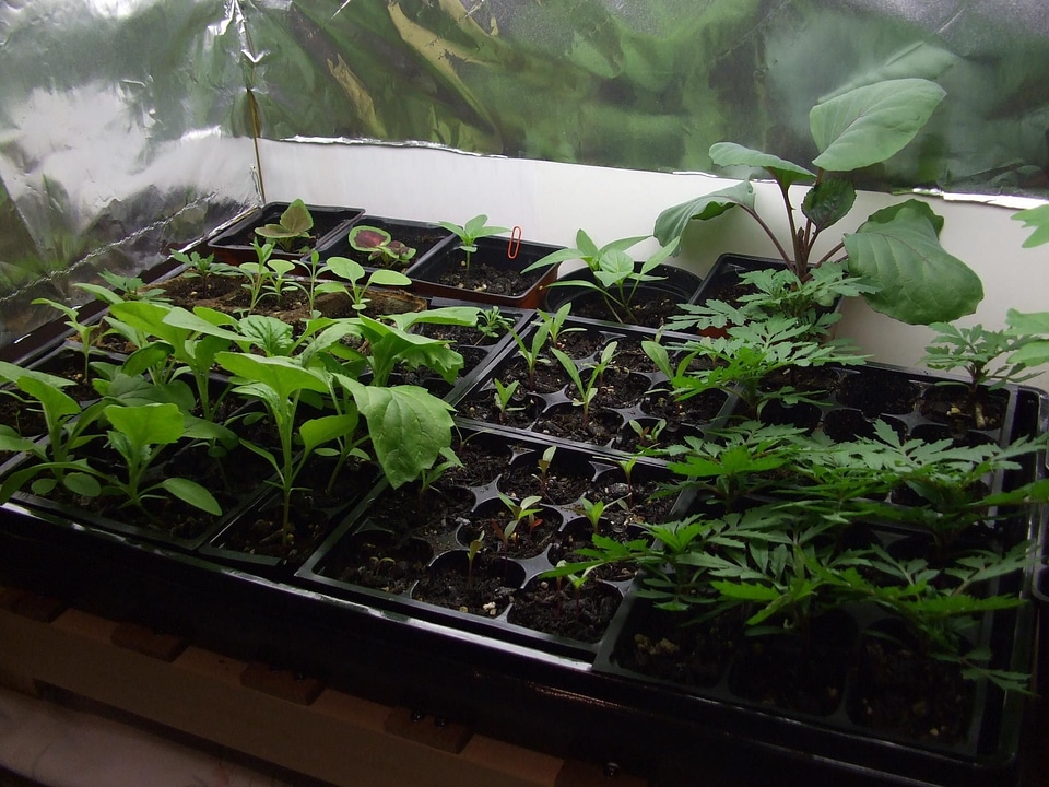 Botanic botanical crops