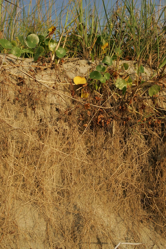 Coast crops erosion