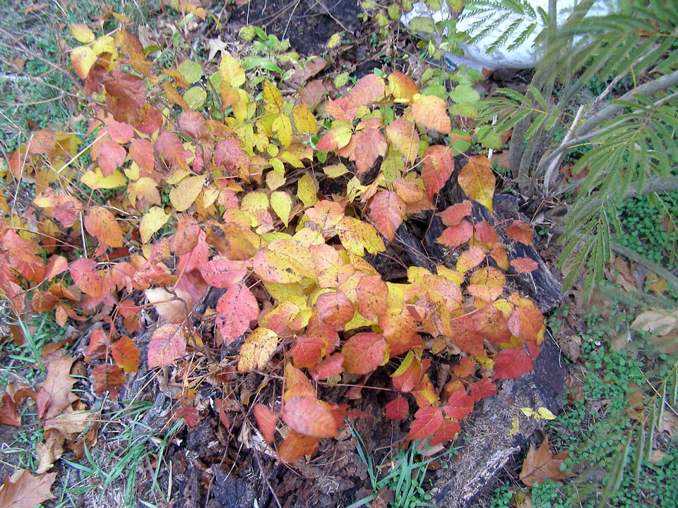 Gift plant Toxicodendron radicans