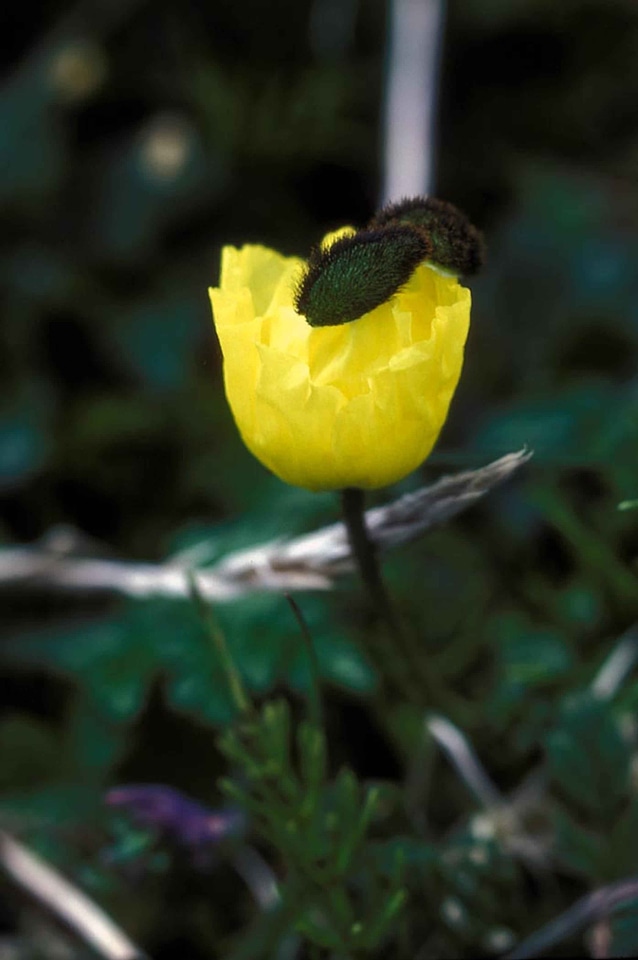 Flora poppy 