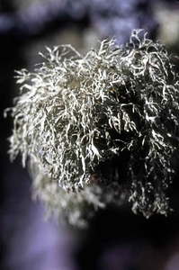 Caribou lichen reindeer