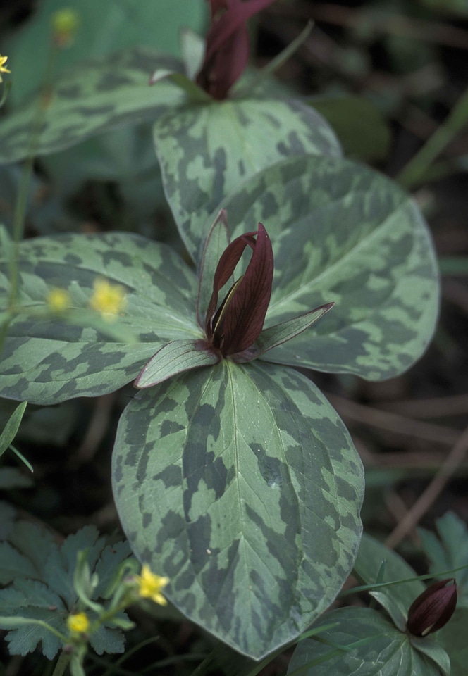 Bloom brown greenery