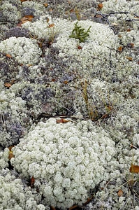 Lichen  