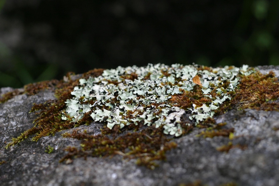 Granite lichen rock