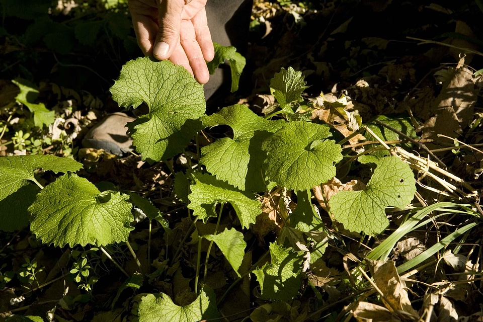 Garlic garlic mustard leaves