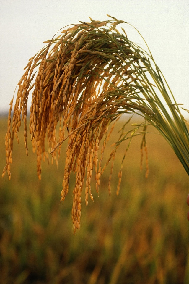 Angel grain rice