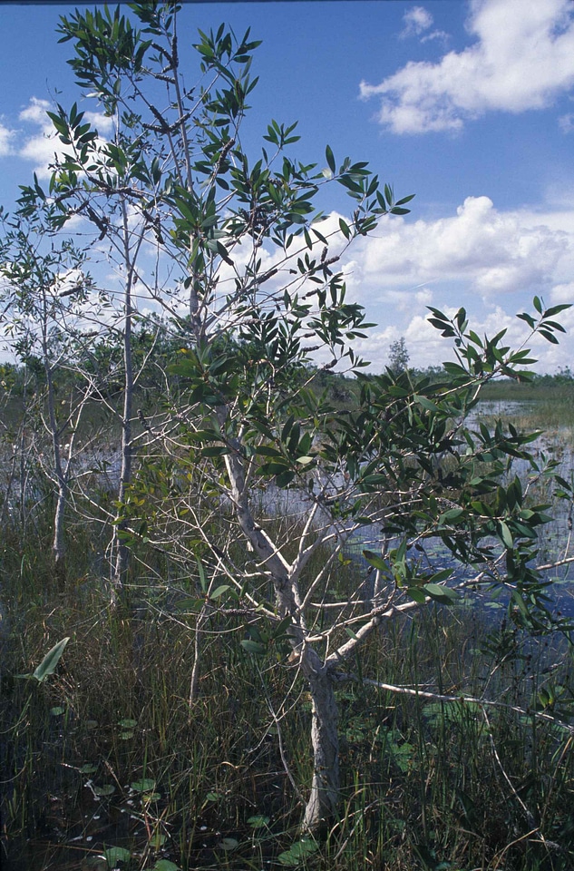 Area marsh plant
