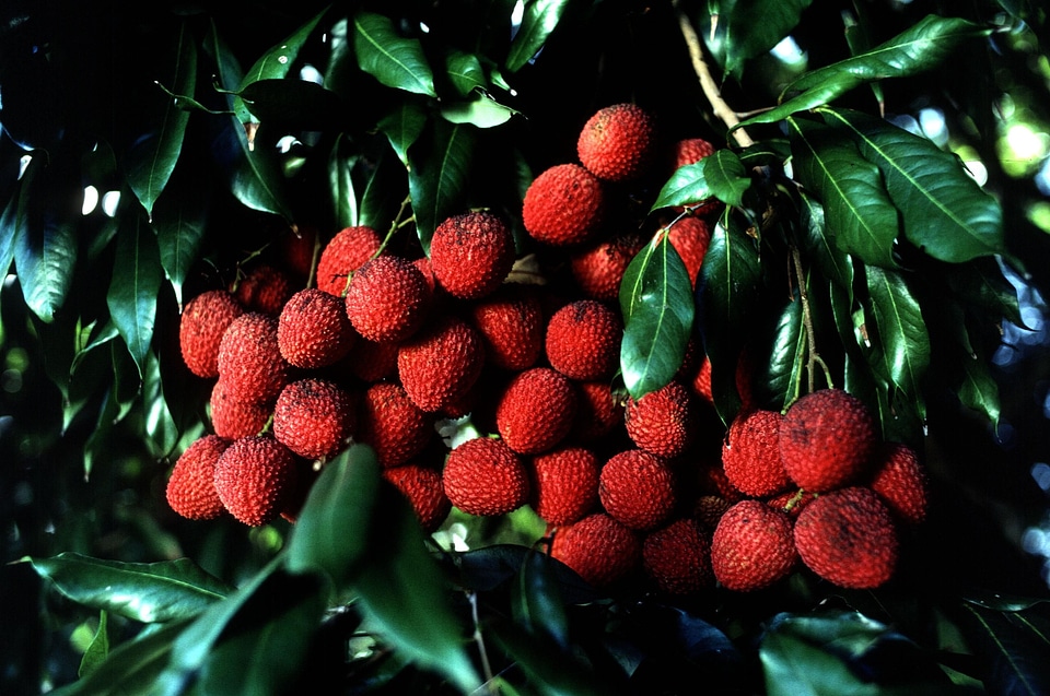 Litchi  