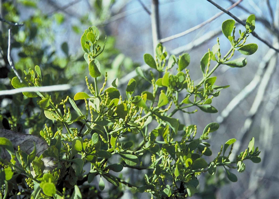 Leaves mistletoe plant
