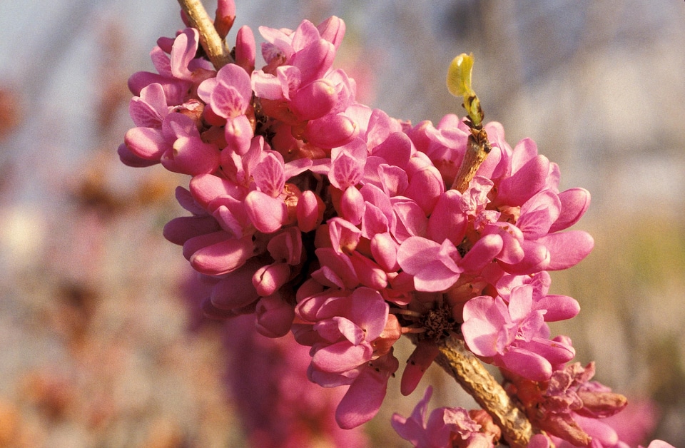 Blossoming chinese flora