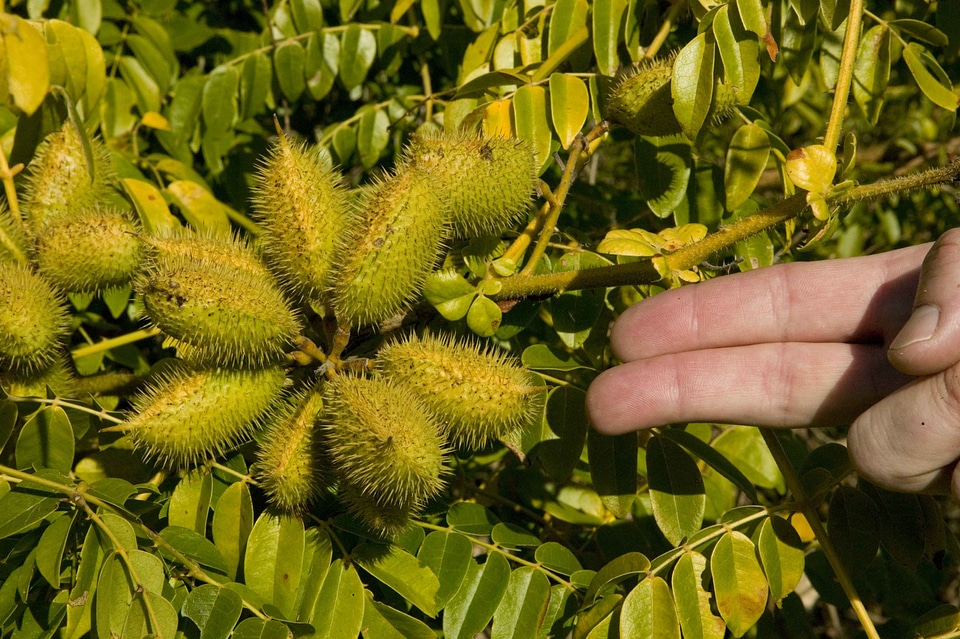 Bean canna metallic