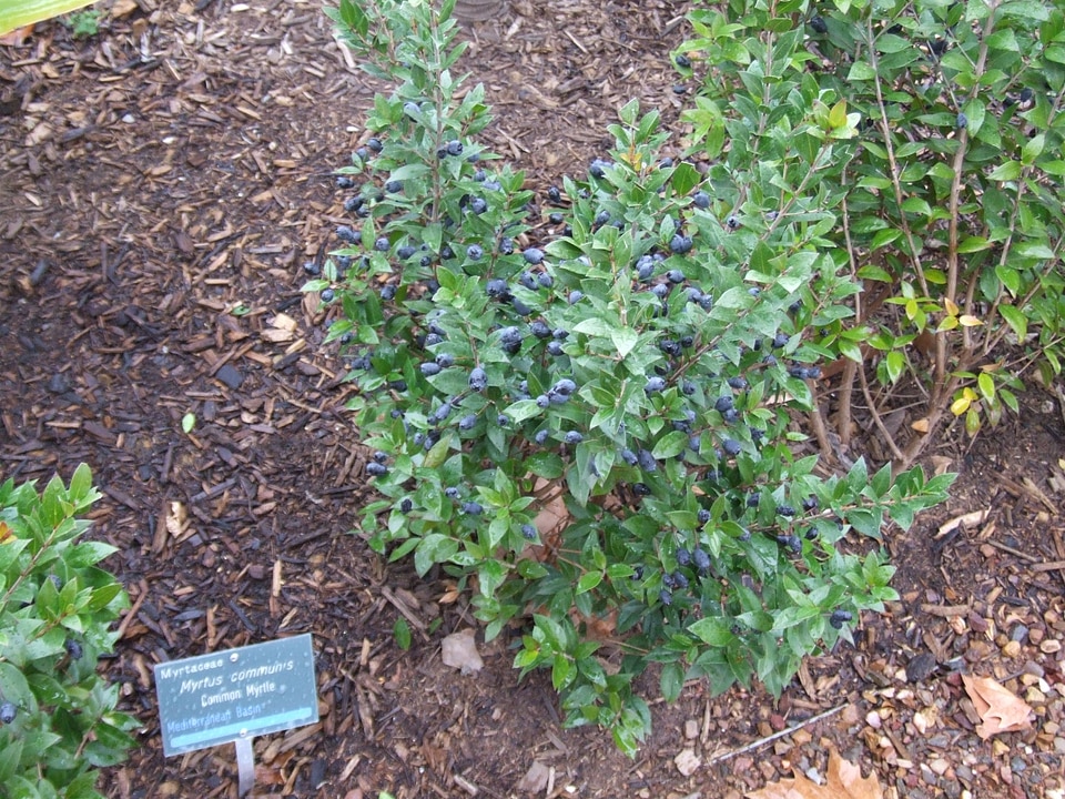 Lagerstroemia Lythraceae  