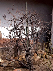 Ancient grape vines
