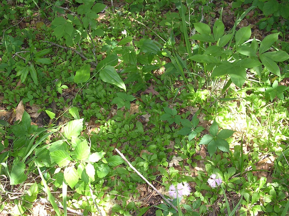 Silene Caryophyllaceae  