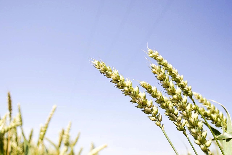 Close close-up grain
