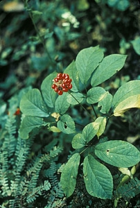American ginseng plant