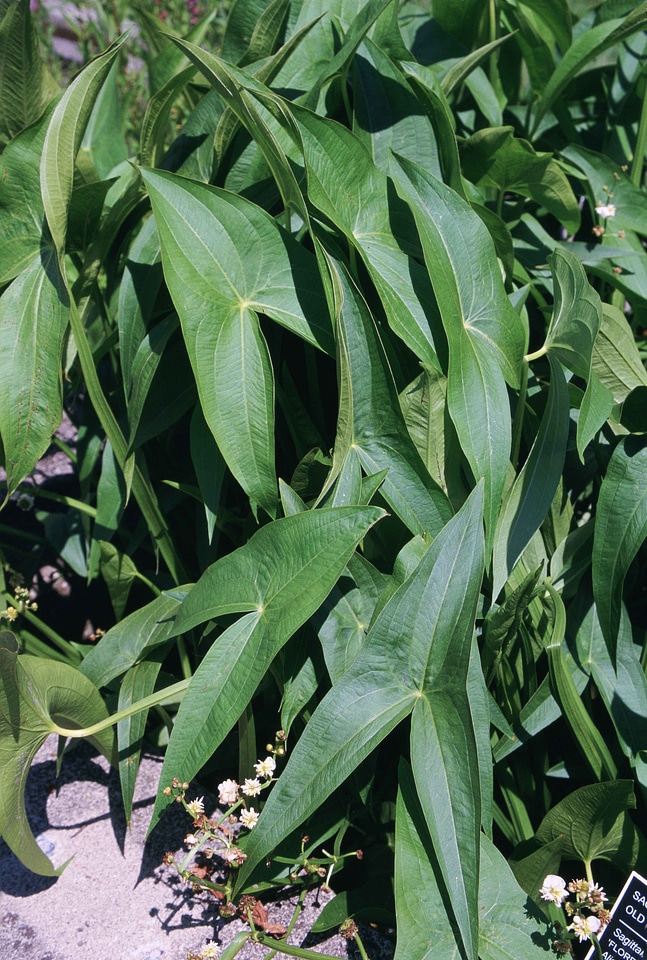 Arrowhead giant plant