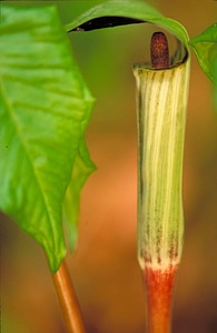 Bloom plant 