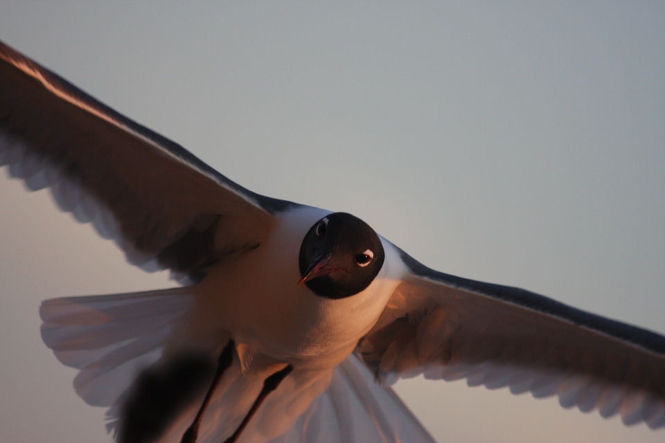 Graceful flying beautiful