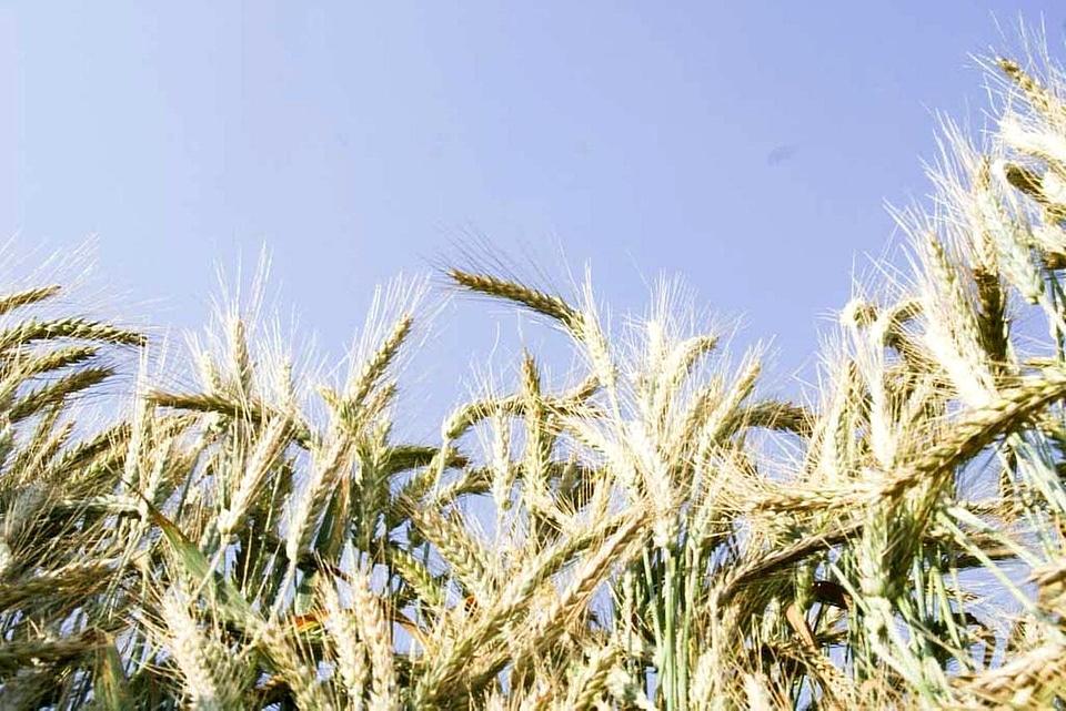 Crops detailed grain