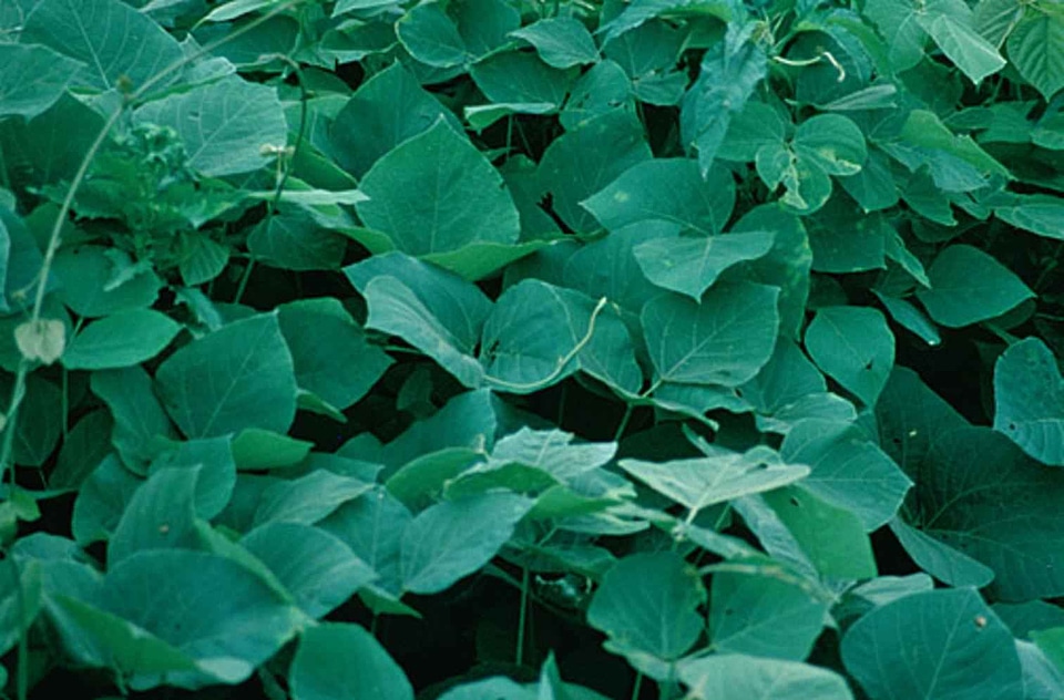 Plant  