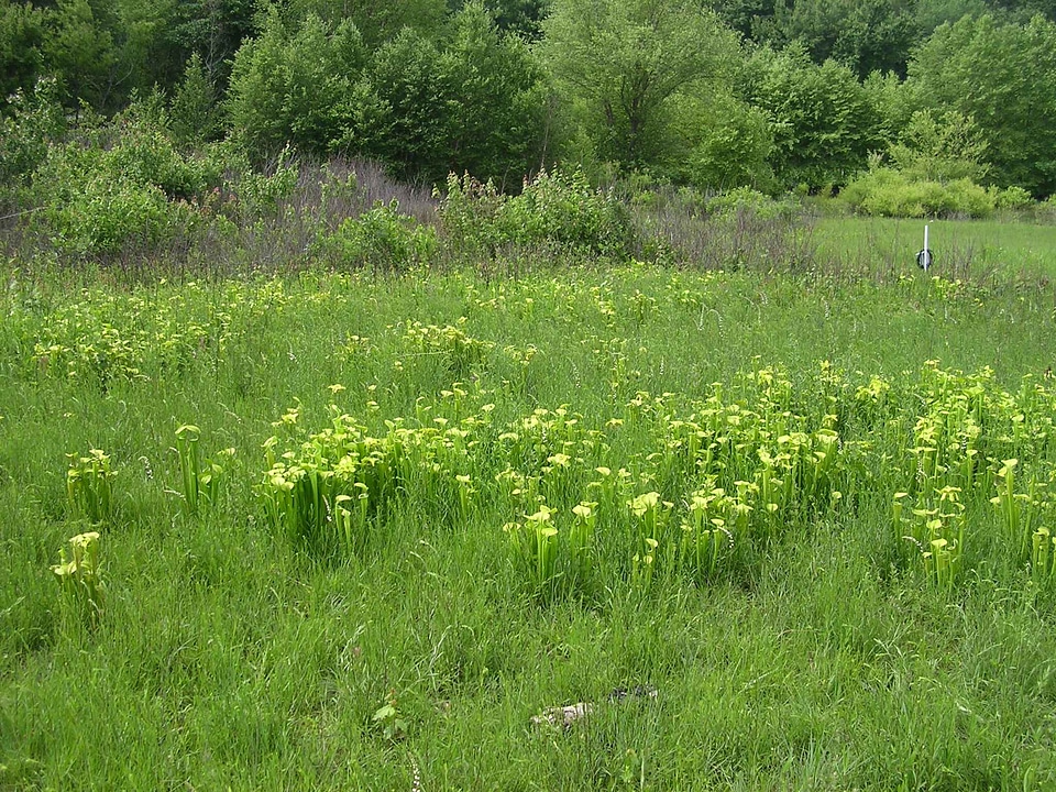 Greenery pitcher plant