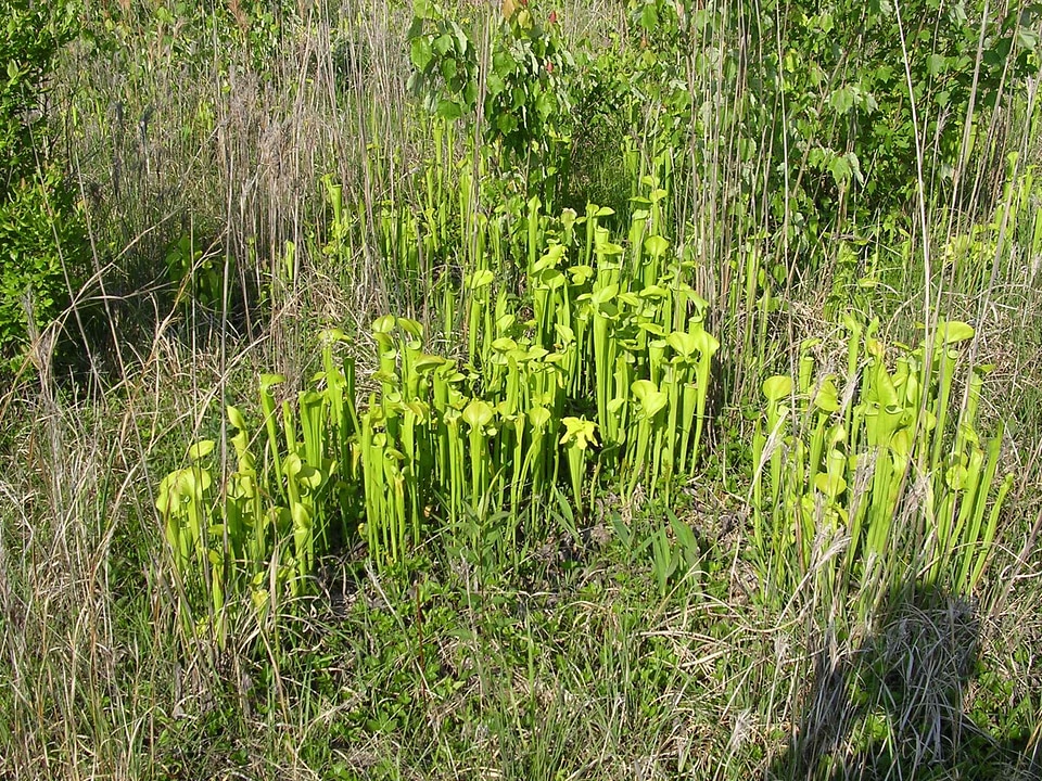 Greenery pitcher plant