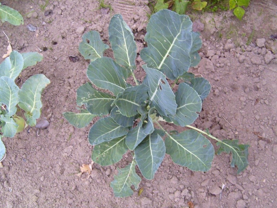 Kohlrabi plant 